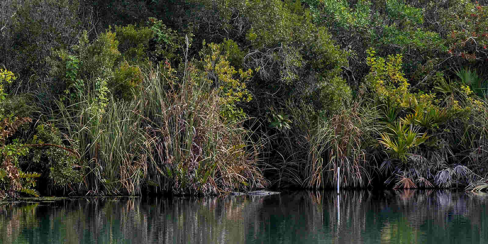An alligator rests at the water's edge of a lush, spring-fed waterway in North Port.
